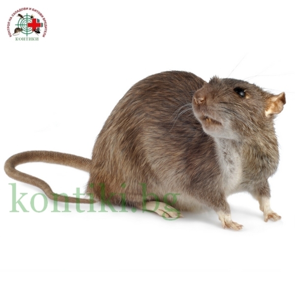 Сив плъх Rattus Norvegicus