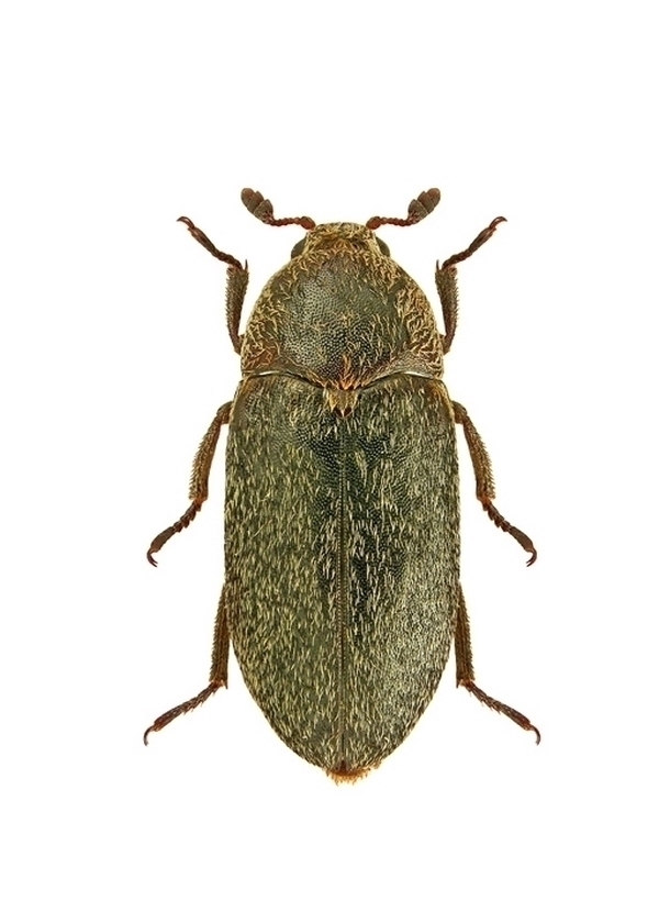 Кожояд - Dermestes maculatus 