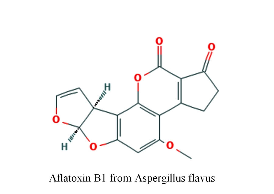 Афлатоксин B1 от Aspergillus flavus: Рискове, въздействие и мерки за контрол