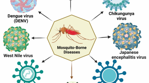 Опасни болести, пренасяни от комарите